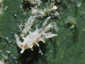 Bermudella zoobotryon