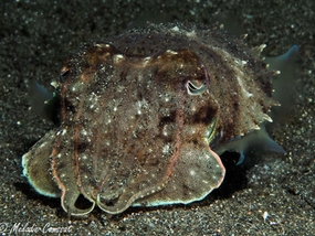 Acanthosepion pharaonis