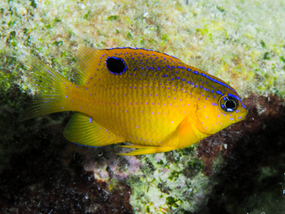 Stegastes diencaeus Demoiselle noire(FR), longfin damselfish (EN)