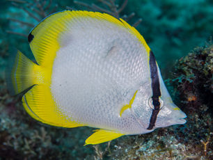 Chaetodon ocellatus