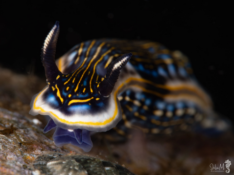 Felimare ruthae