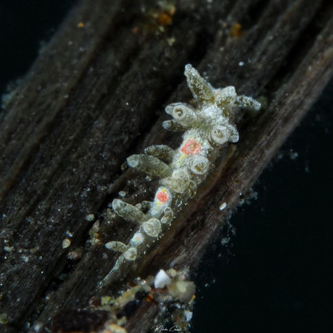 Limenandra nodosa juvénile