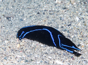 Chelidonura varians