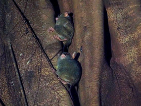 Tarsius spectrumgurskyae - Tarsier (Sulawesi)