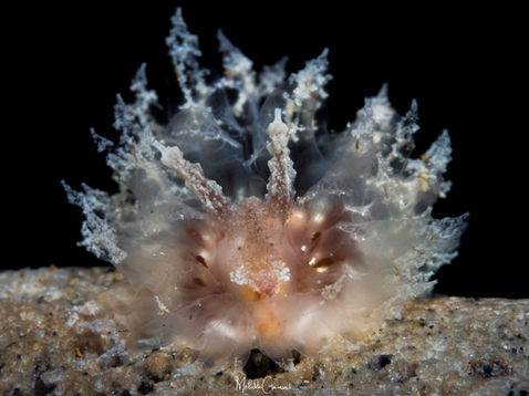 Janolus comis