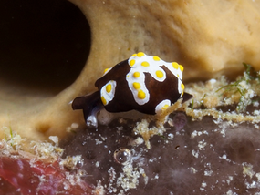 Colpodaspis thompsoni