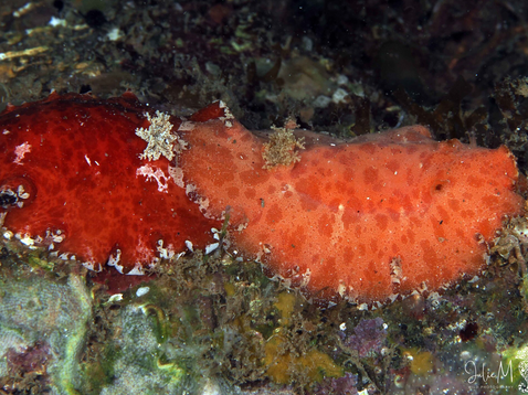 Platydoris angustipes