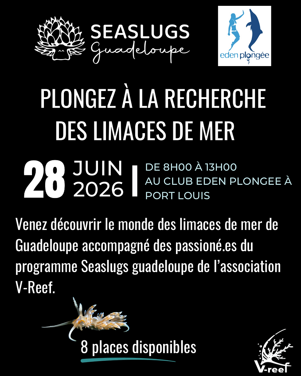 Plongez à la recherche des limaces de mer