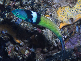 Thalassoma bifasciatum