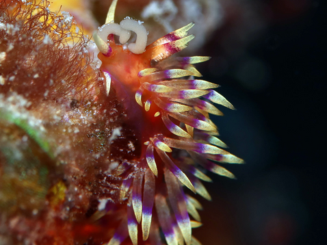Coryphellina marcusorum