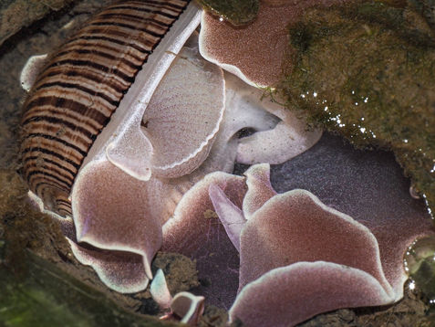 Hydatina physis