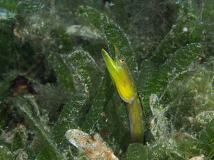 Chaenopsis limbaughi