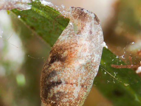 Haminoea succinea