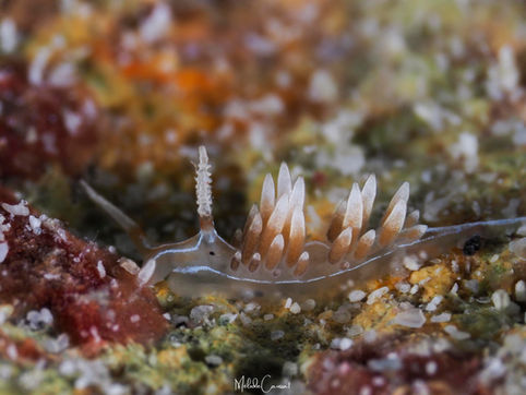 Phidiana lynceus bonaire