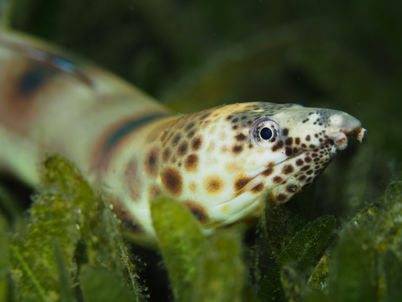 Quassiremus ascensionis 