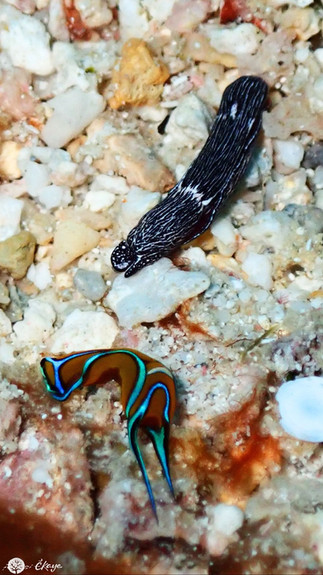 Chelidonura hirundinina et Nakamigawaia felis