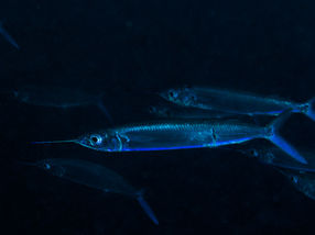 Hemiramphus balao 