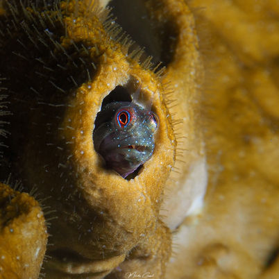 Coralliozetus cardonae 