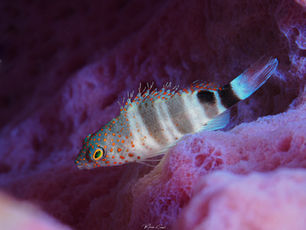 Amblycirrhitus pinos