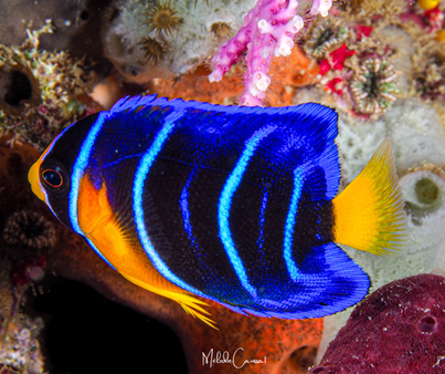 Holacanthus ciliaris juvenile 