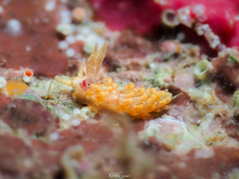 Anetarca piutaensis