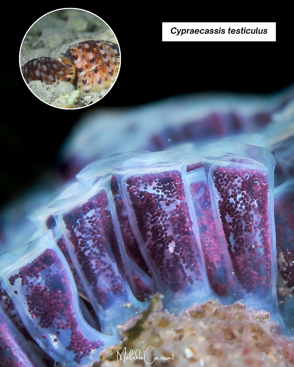 Cypraecassis testiculus 