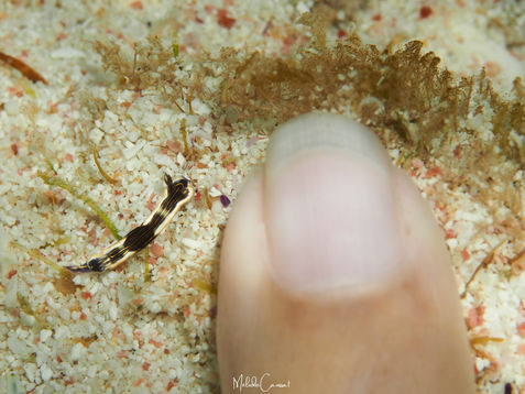 Felimare ruthae