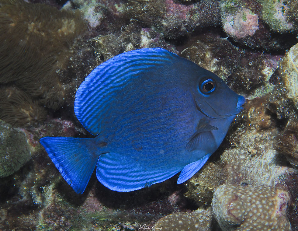 Acanthurus coeruleus