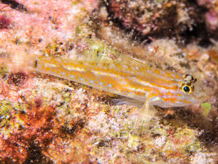 Coryphopterus eidolon