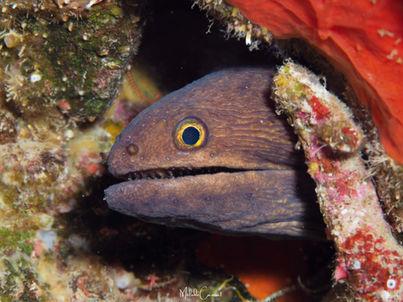 Channomuraena vittata