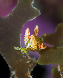 lobiger souverbii juvenile