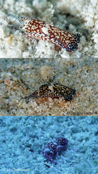 Camachoaglaja mariagordae