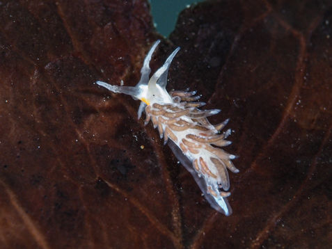 Learchis evelinae