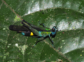 Erucius apicalis