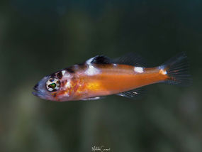 Serranus tabacarius Serran-tabac (FR), Tobaccofish (EN)