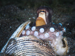 Amphioctopus marginatus