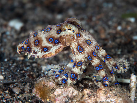 Retour au paradis des "critters" dans le détroit de Lembeh - été 2026