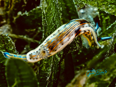 Felimare fregona