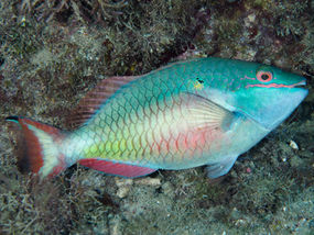 Sparisoma aurofrenatum