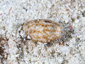 Bulla occidentalis