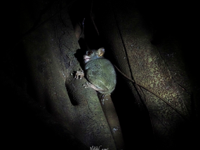 Tarsius spectrumgurskyae - Tarsier (Sulawesi)