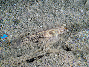 Coryphopterus glaucofraenum Gobie à bride (FR), bridled goby (EN)