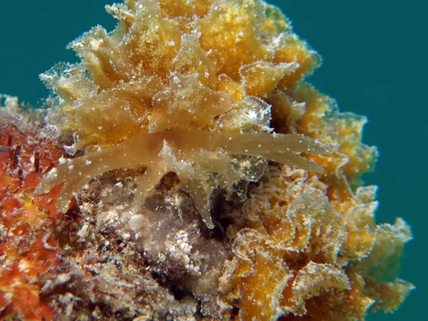 Polybranchia schmekelae