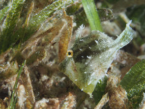 Monacanthus ciliatus