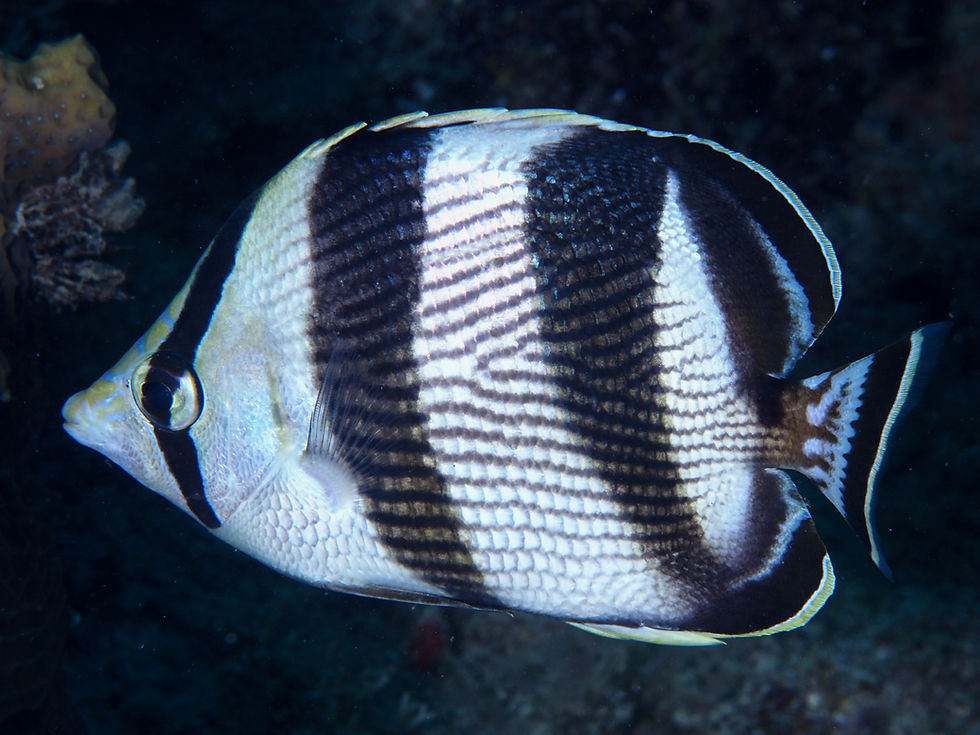 Chaetodon striatus