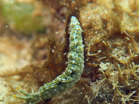 Elysia pratensis