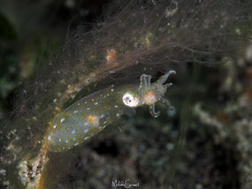 Idiosepiidae