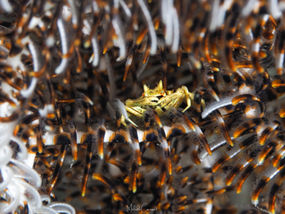 Harrovia albolineata