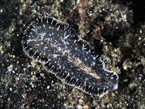 Pseudocerotidae