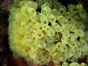 Perophora modificata